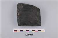 藏品(植物化石)的圖片